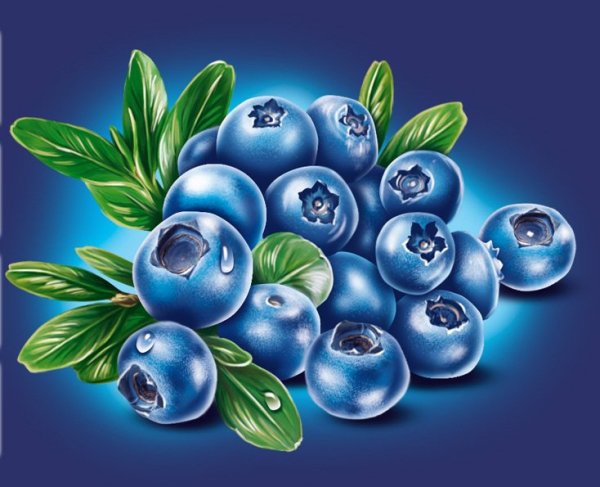 Черника иллюстрация