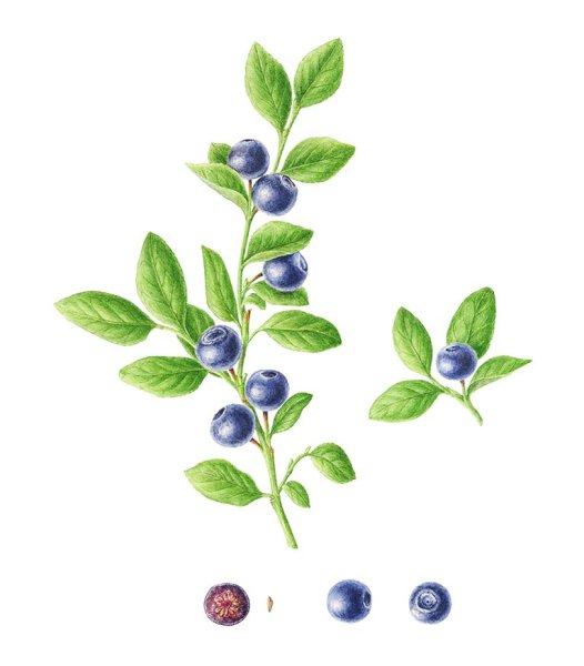 Черника обыкновенная ЛРС