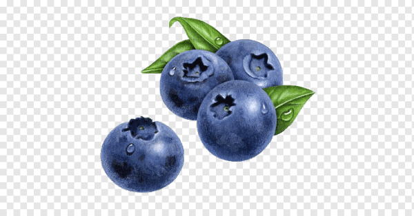 Черника акварель