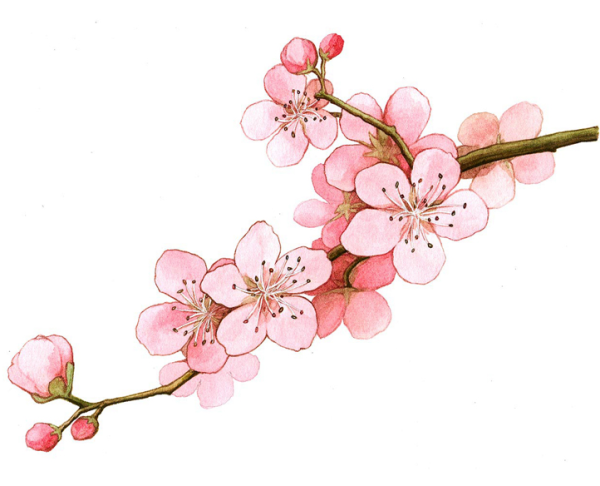Ветка Сакуры рисунок
