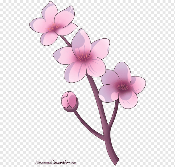 Нарисованные цветы Сакуры