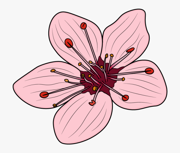 Цветок Сакуры рисунок