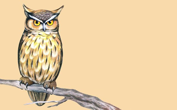 Сова рисунок