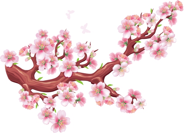 Sakura ветка