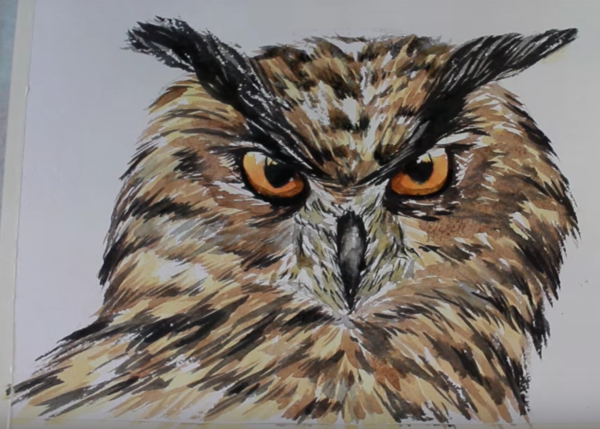 Сова раскраска