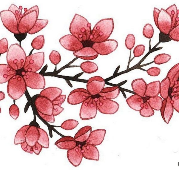 Цветы для срисовки