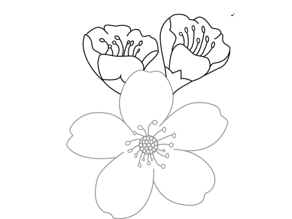 Ветка цветущей яблони рисунок карандашом