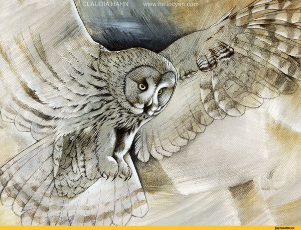 Мордочка Совы рисунок