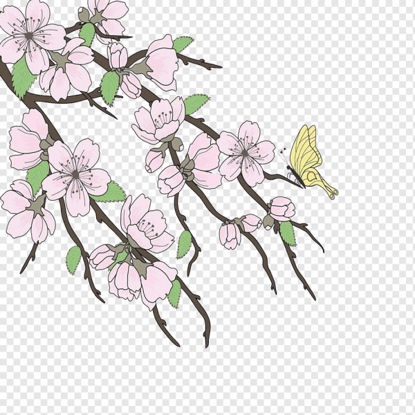 Ветка Сакуры рисунок