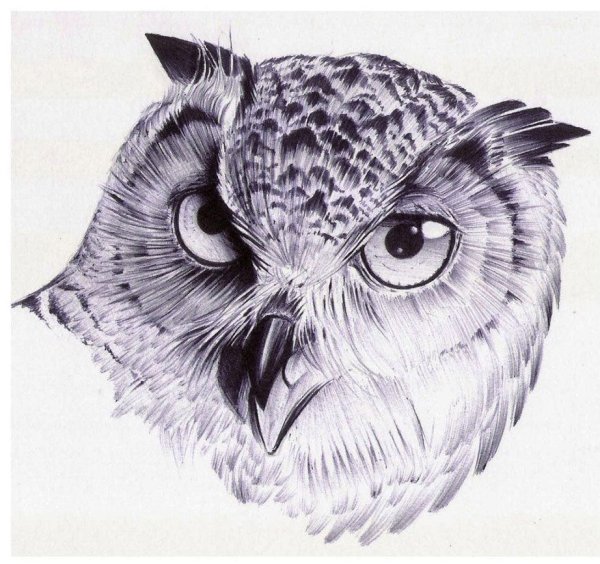 Сова мультяшный