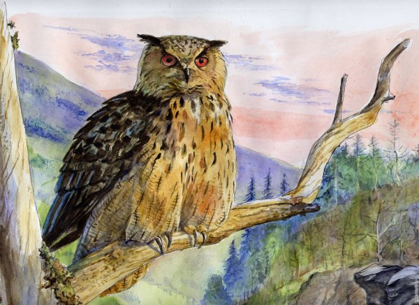 Сова мультяшная