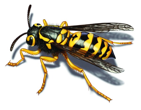 Yellow Jacket Wasp