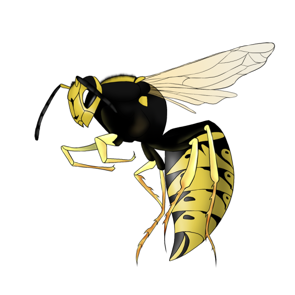 Оса для дошкольников