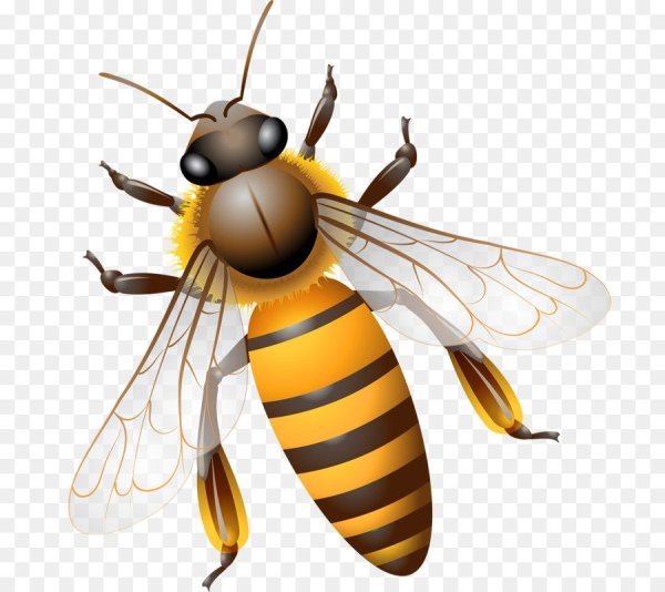 Пчела вид сверху