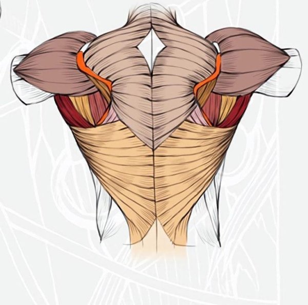 Мышцы спины рисование