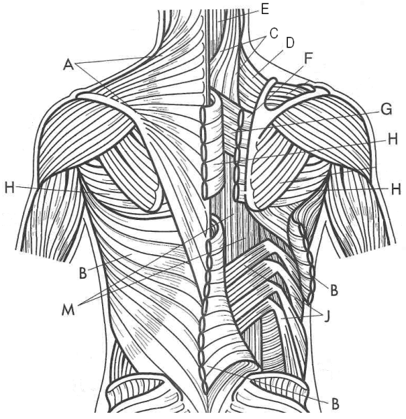Мышцы туловища человека сзади