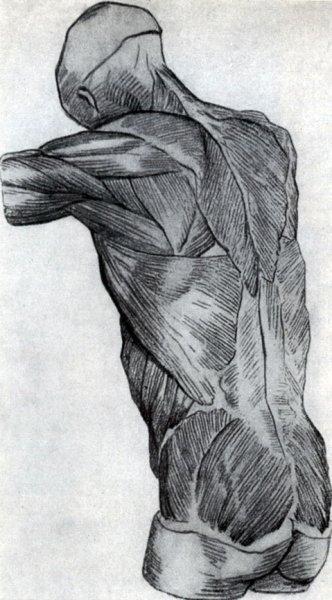 Мышцы спины пластическая анатомия