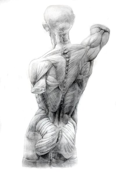 Экорше анатомия