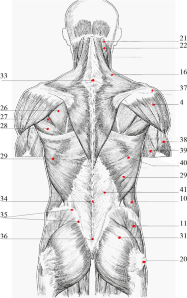 Мышцы туловища спины анатомия