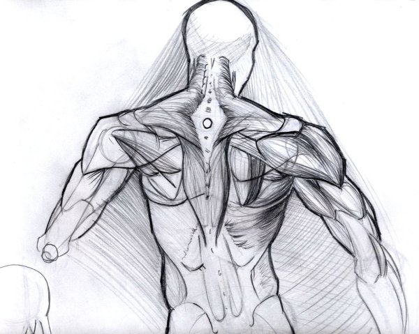 Мышцы рисунок карандашом