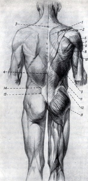 Мышцы спины анатомия