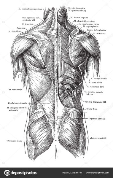 Дельтовидная мышца спины анатомия
