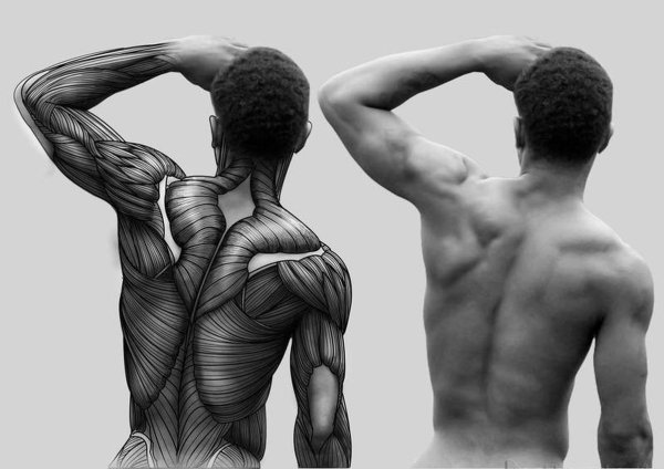 Референсы спины