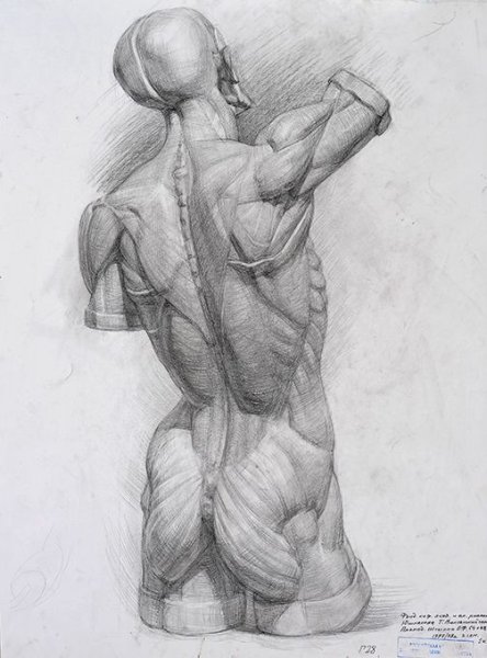 Экорше Гудона спина