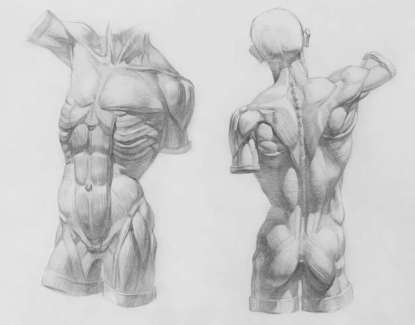 Экорше Гудона плечевой пояс