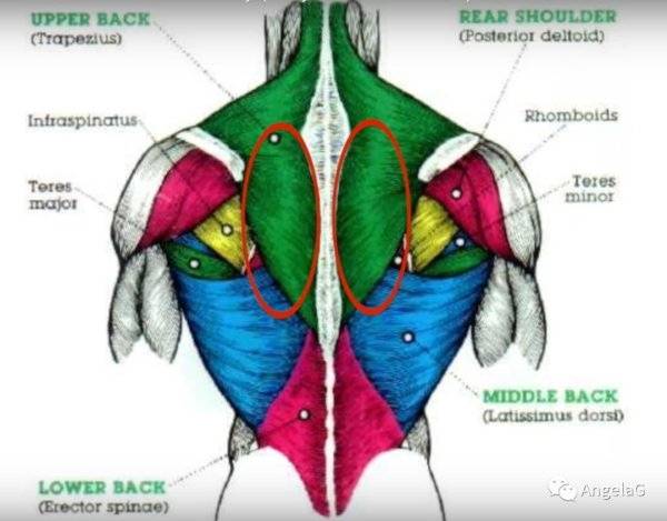 Анатомия широчайшей мышцы спины