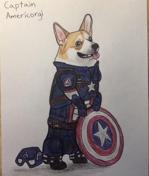 Капитан корги