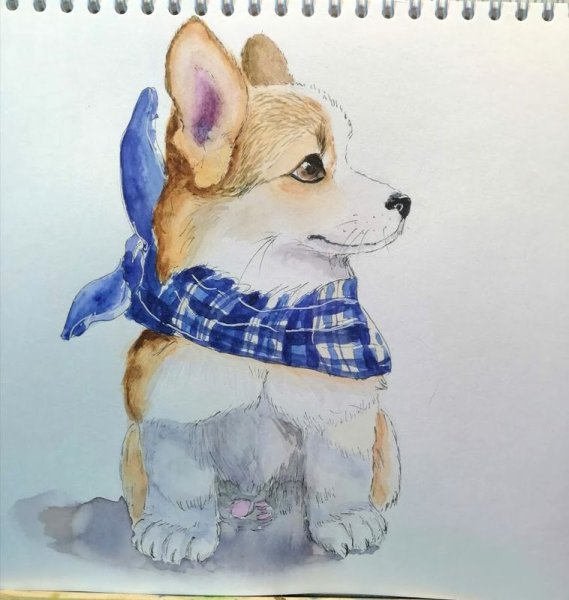 Корги спасатели