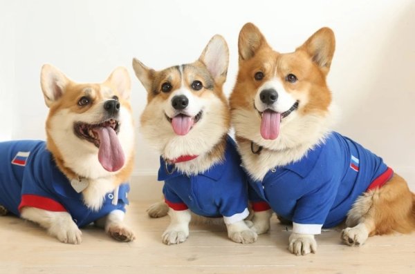 Собаки корги спасатели
