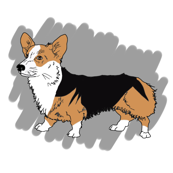Королевский корги рисунок