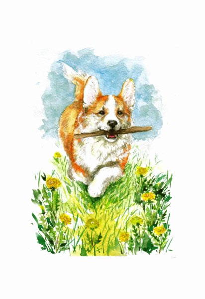 Корги Illustrator