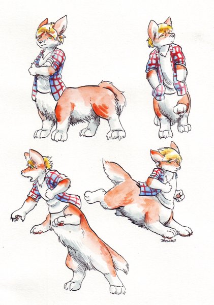 Вельш корги референс