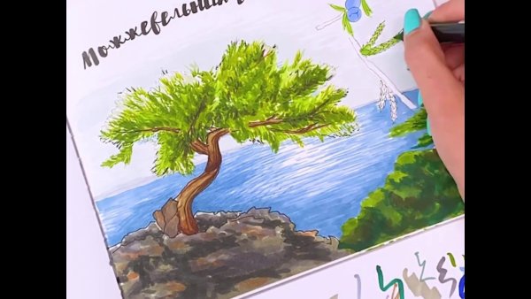 Конкурс сохраним Крымский можжевельник