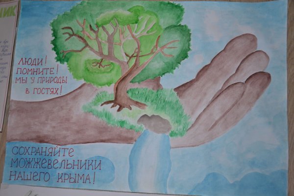 Сохраним можжевельник рисунок