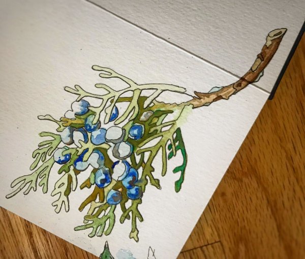 Сохраним можжевельник