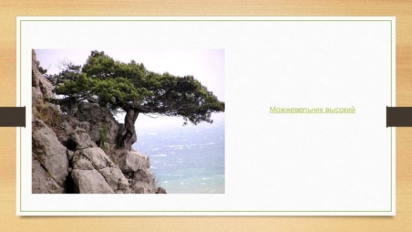 Сохраним можжевельники Крыма рисунки