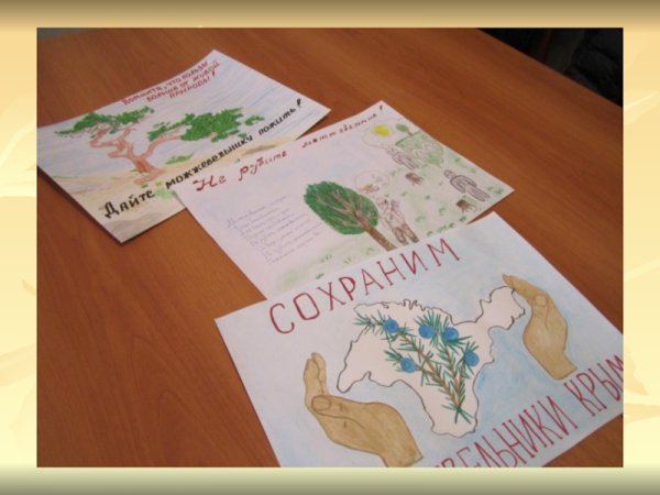 Сохраним можжевельники Крыма рисунки