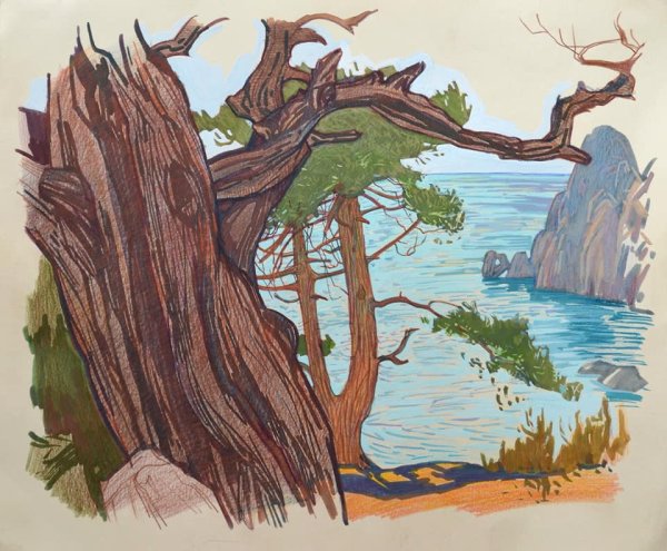 Конкурс можжевельник Крыма рисунок