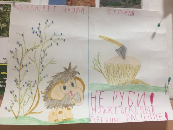 Сохраним можжевельник рисунок