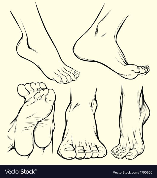 Стопа спереди референс