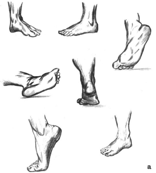 Стопа в разных ракурсах