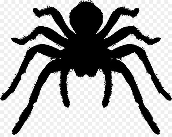 Паук силуэт