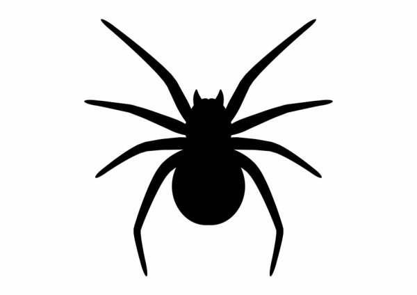 Паук контур