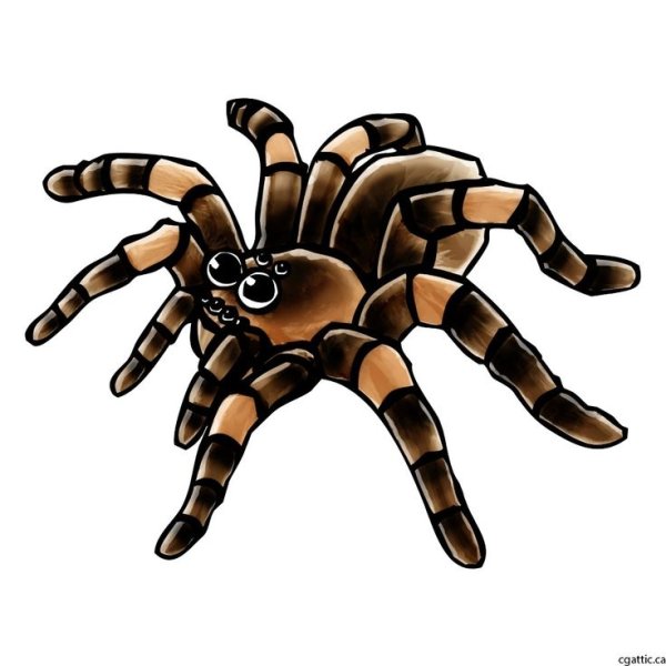 Паук для детей