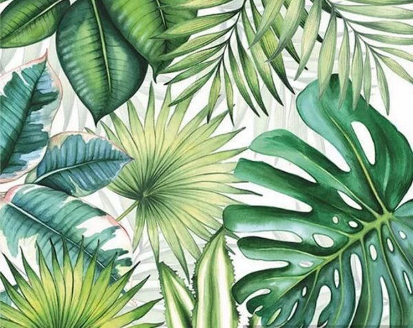 Тропические листья Musa basico