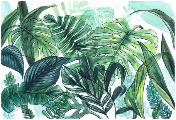 Монстера папоротник растения